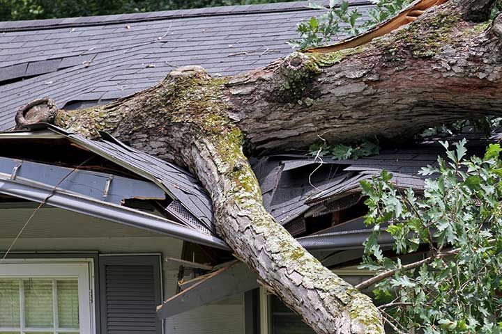 Heavy Oak Tree Demolishes a House Roof
