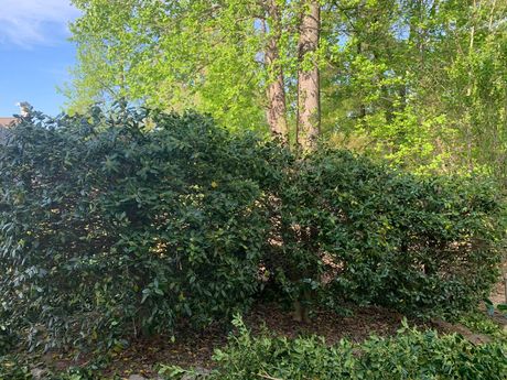 a bush with lots of leaves is growing in the middle of a forest .