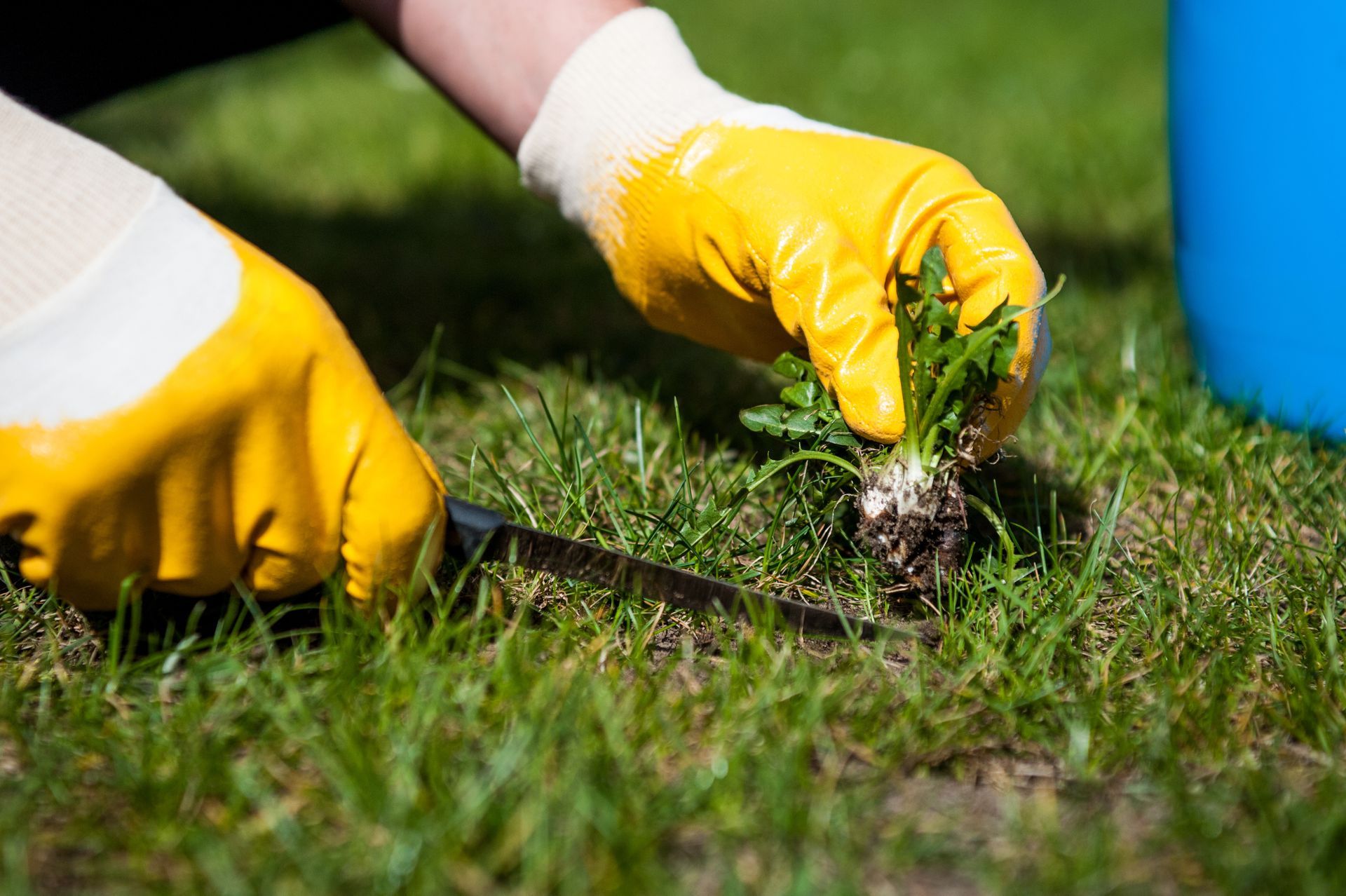 Yellow-gloved hands pulling weeds from green grass