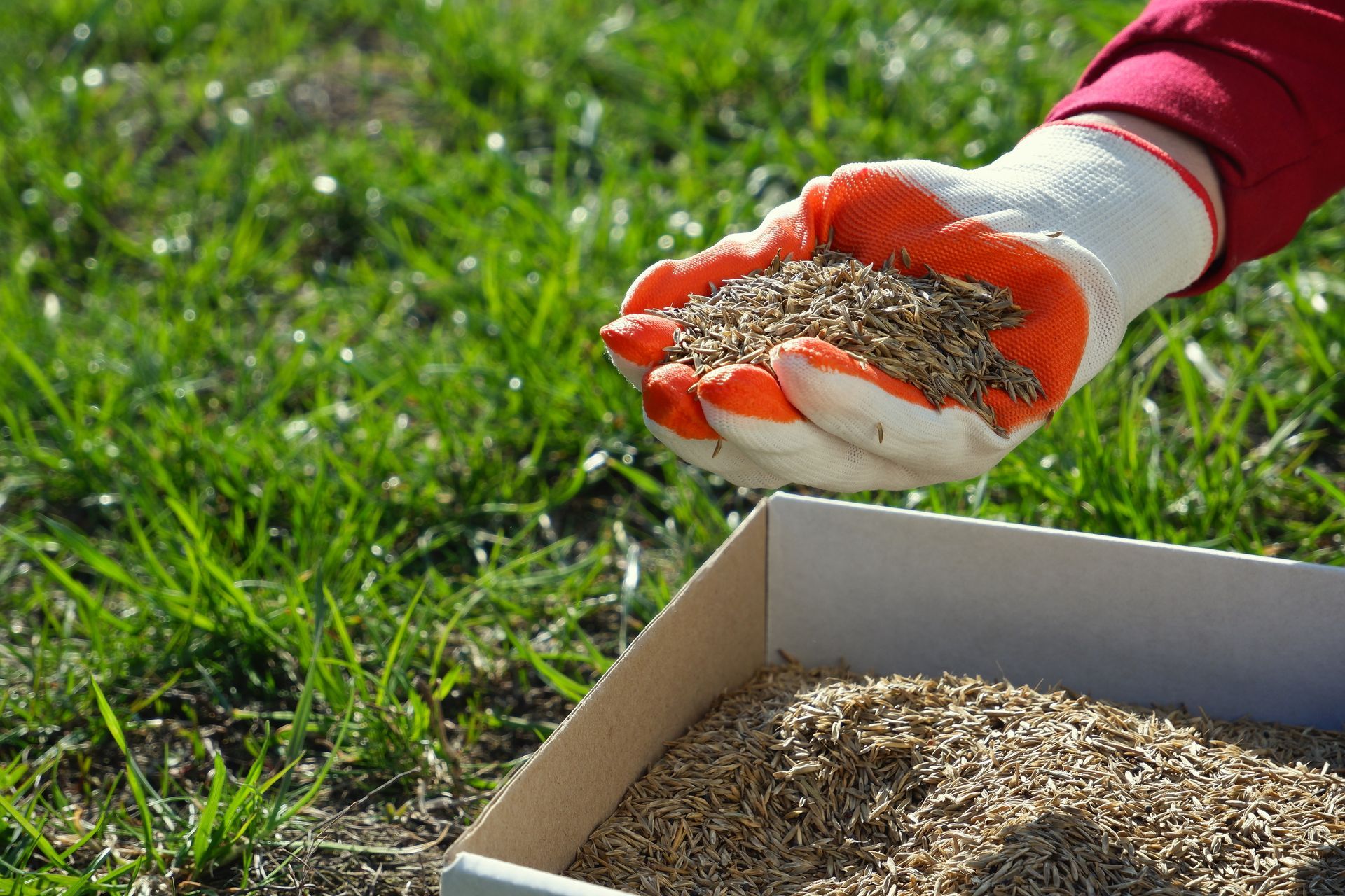 Gloved hand sprinkling orange granules from a box onto green grass