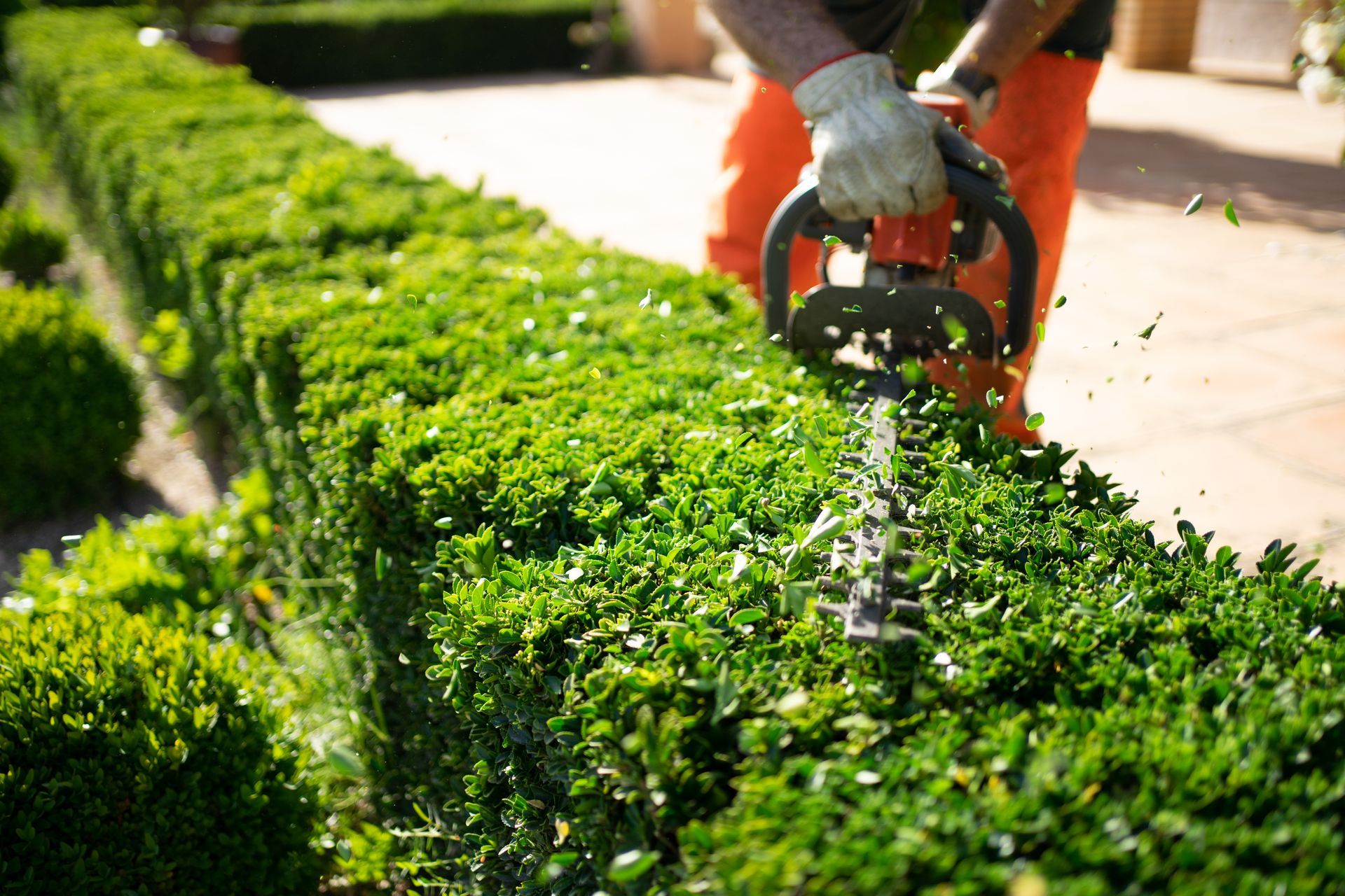 Person trimming a green hedge with orange hedge trimmers in a sunny garden
