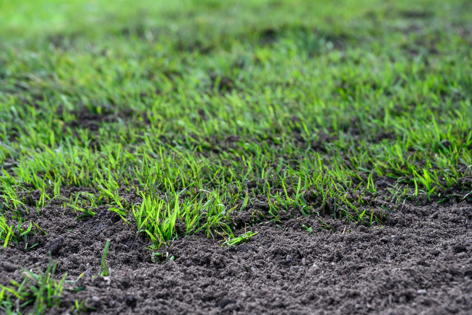Fresh green grass sprouting through dark soil in a field