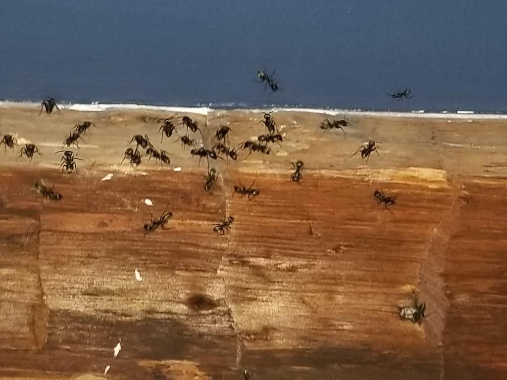 Termites Infestation