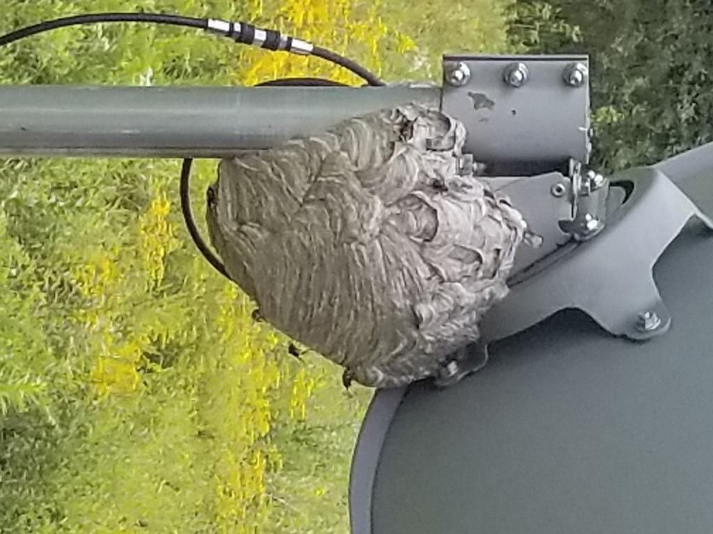 Pest Control Services