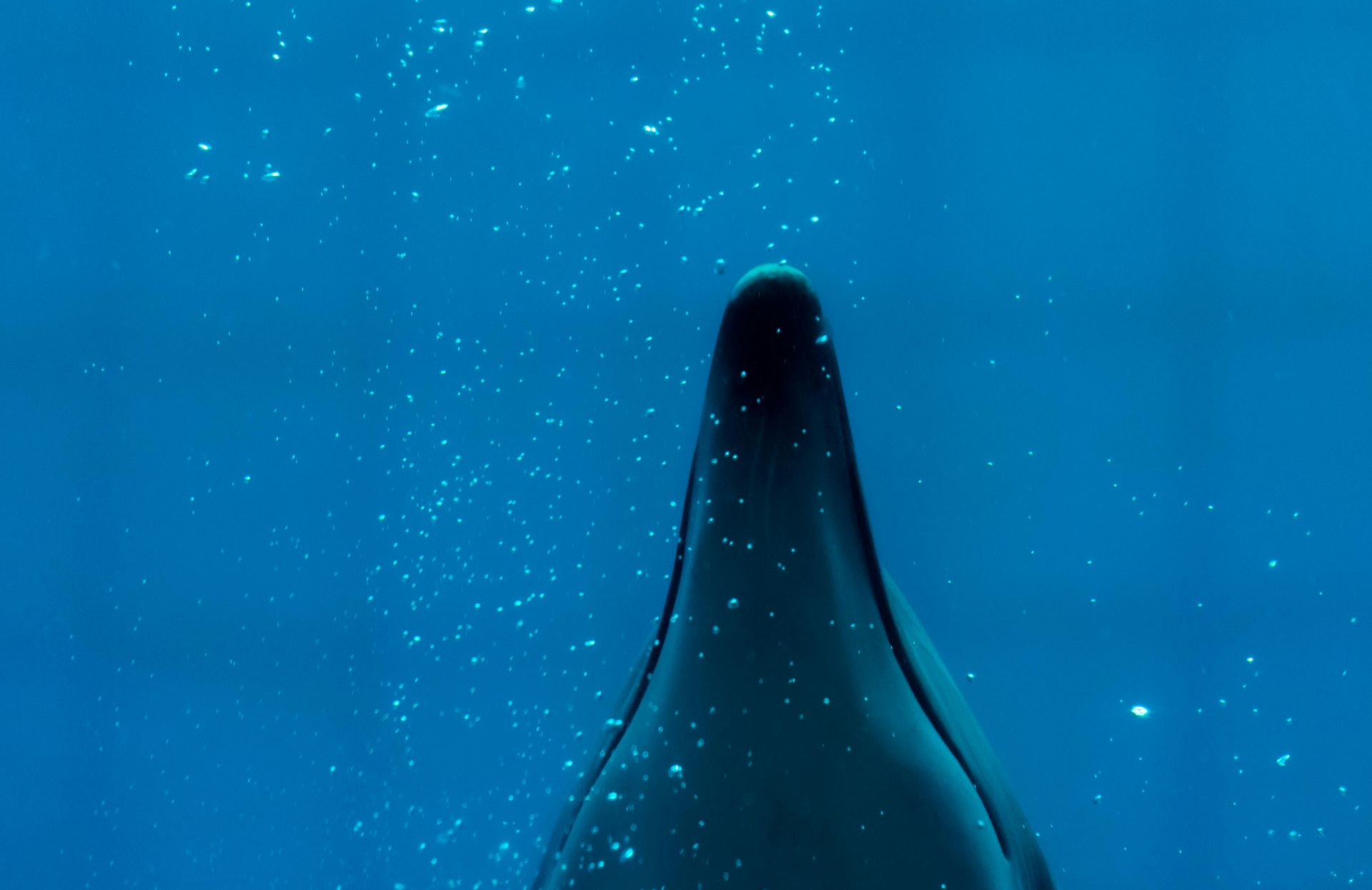 Cabeza y aleta dorsal de un delfín bajo el agua, sobre un fondo azul con burbujas.