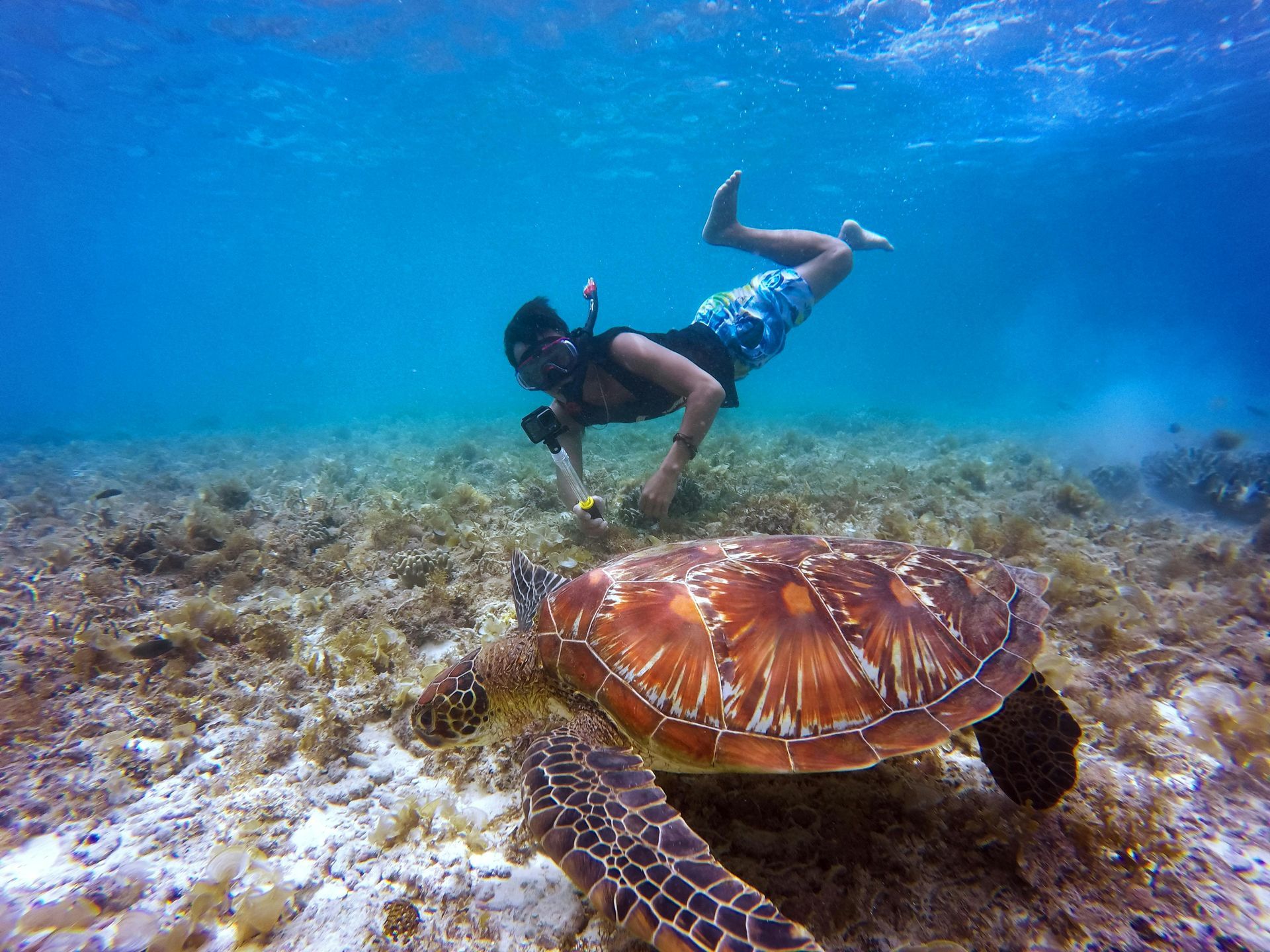 Persona haciendo snorkel junto a una tortuga marina bajo el agua. Agua azul, fondo marino e iluminación natural.