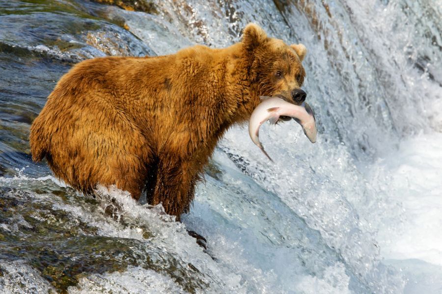 bear eating a fish