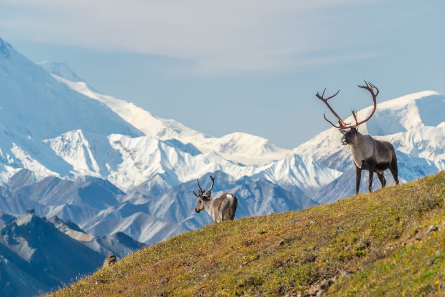 Alaskan animals