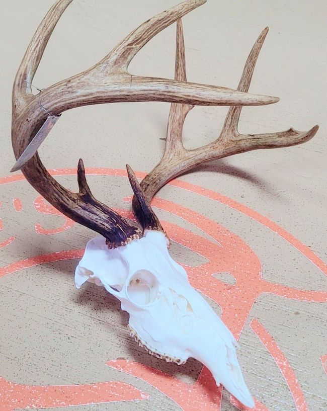 deer skull