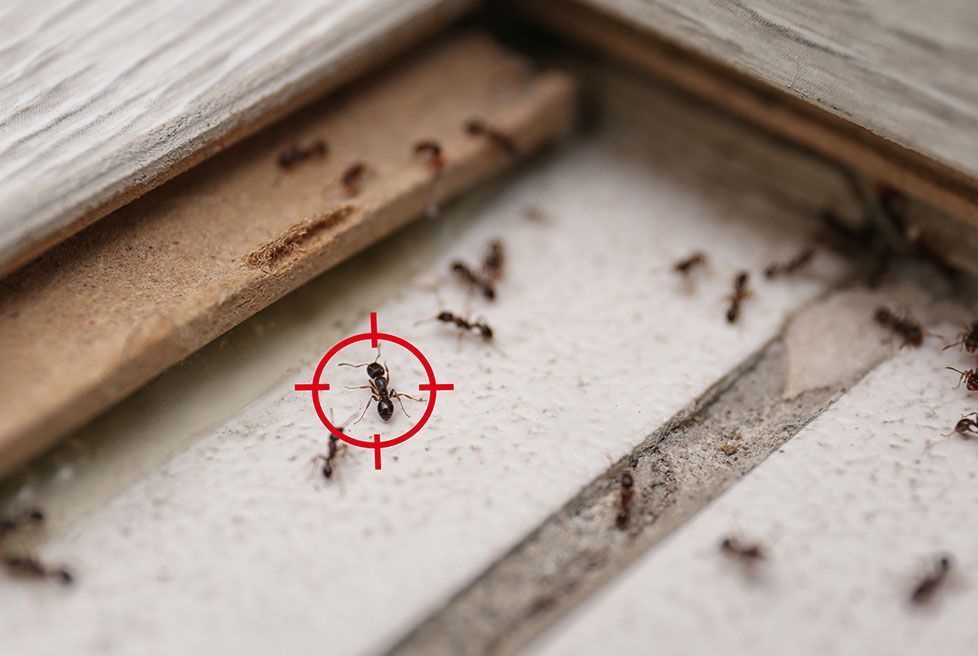 FUMIGACIONES VAMP 911 CONTROL DE PLAGAS