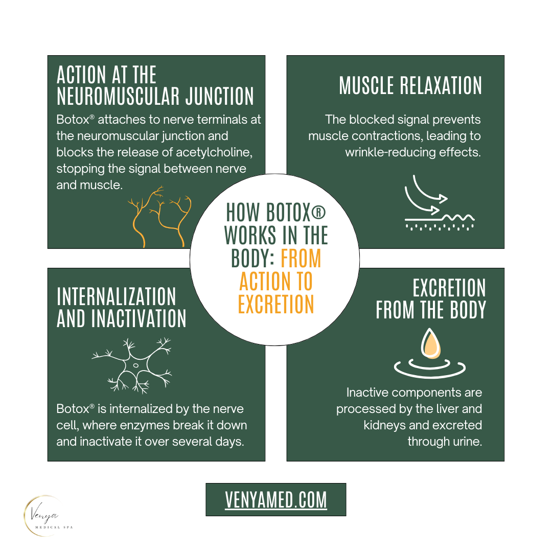 How Botox® Works in the Body: From Action to Excretion