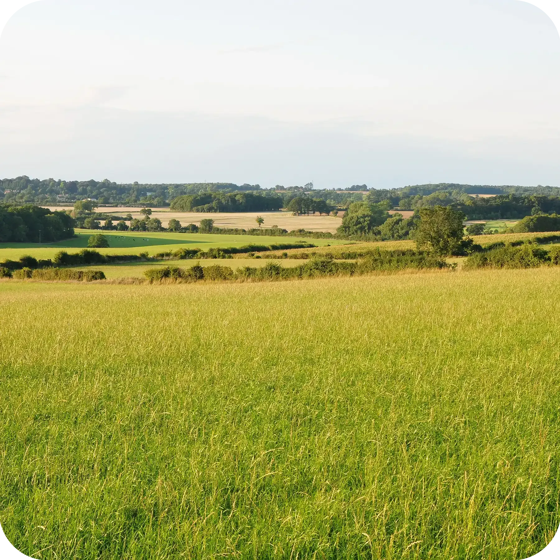 A lush green field with trees in the background