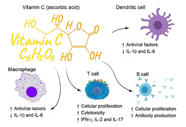 Diagram showing Vitamin C's effect on immune cells: macrophages, dendritic, T, and B cells,