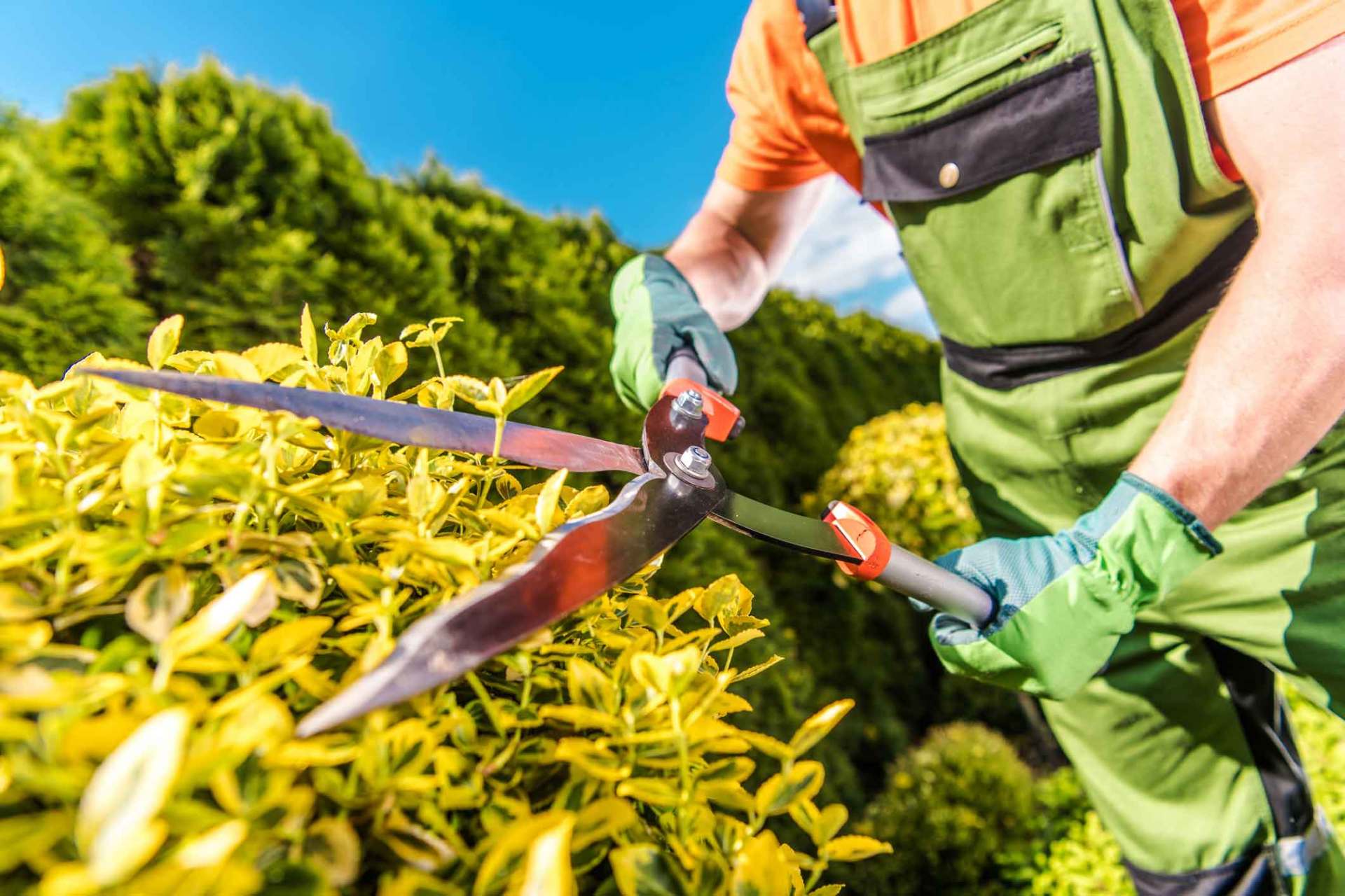 Shaping Plants With Scissors — Saline, MI — KBK Landscaping
