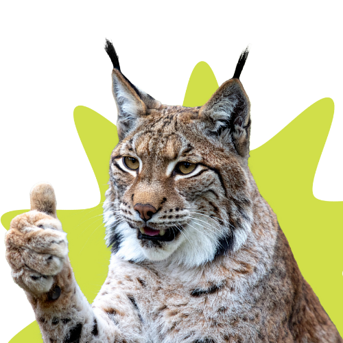 A close up of a lynx giving a thumbs up