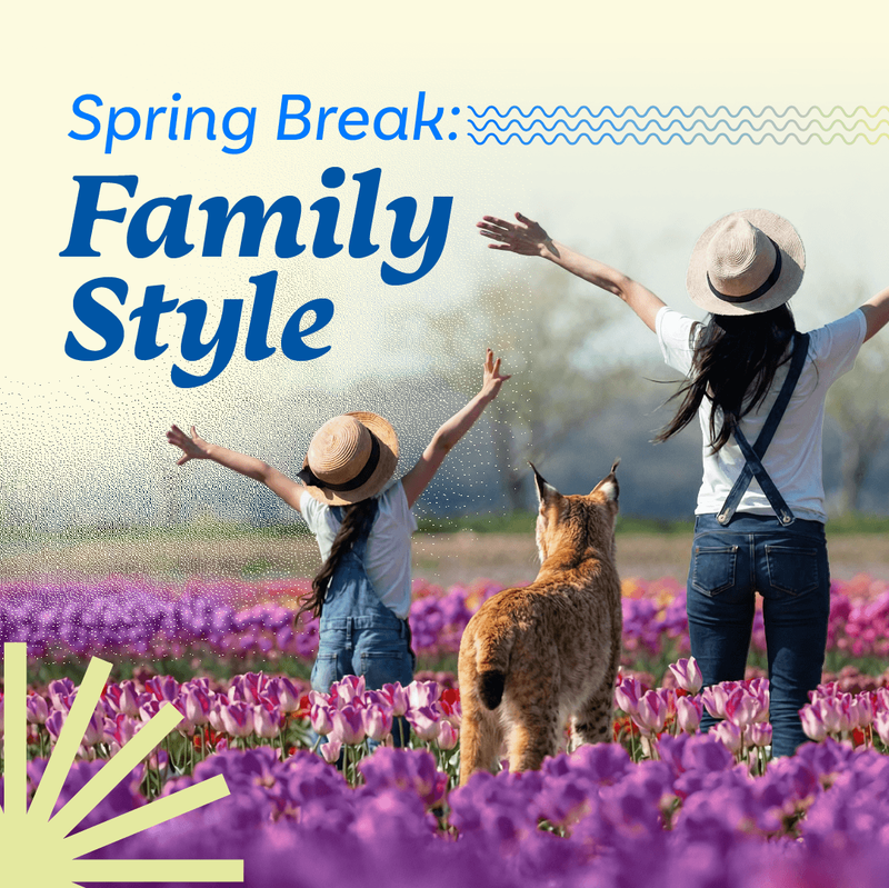 Two people with arms raised in a field of purple tulips, lynx looking towards them. Spring Break: Family Style.