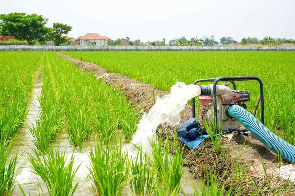 Rice field being irrigated by a water pump, with bright green plants and clear water.