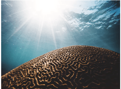 Coral in ocean that looks like a brain for next steps to understand OCD