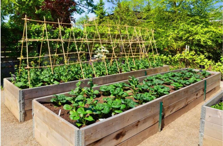 Image of example for a Raised bed garden
