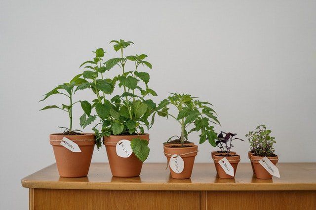 vegetable plants growing in pots