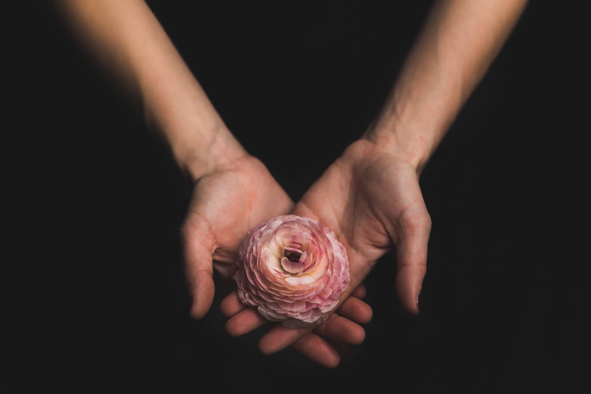 two hands holding a pink flower for how to help a new grad with anxiety