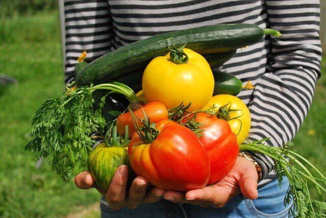 person holding vegetables from garden