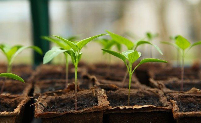 seedling growing in boxes for a vegetable garden