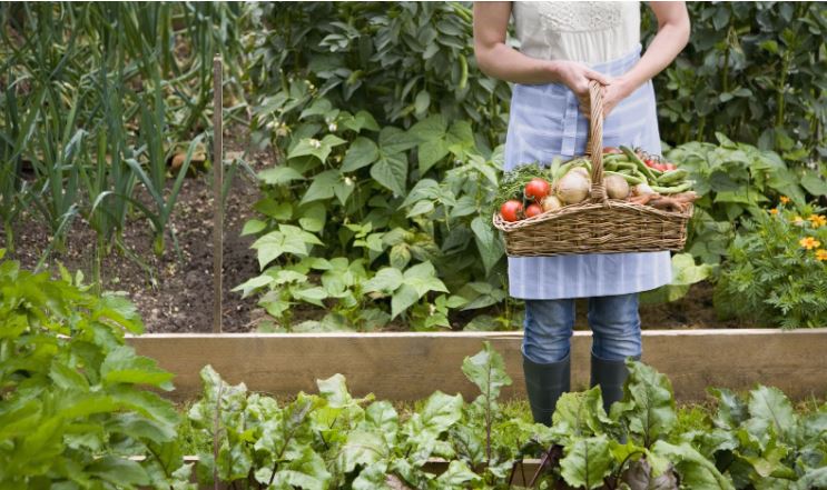 woman holding a basket of vegetables from garden