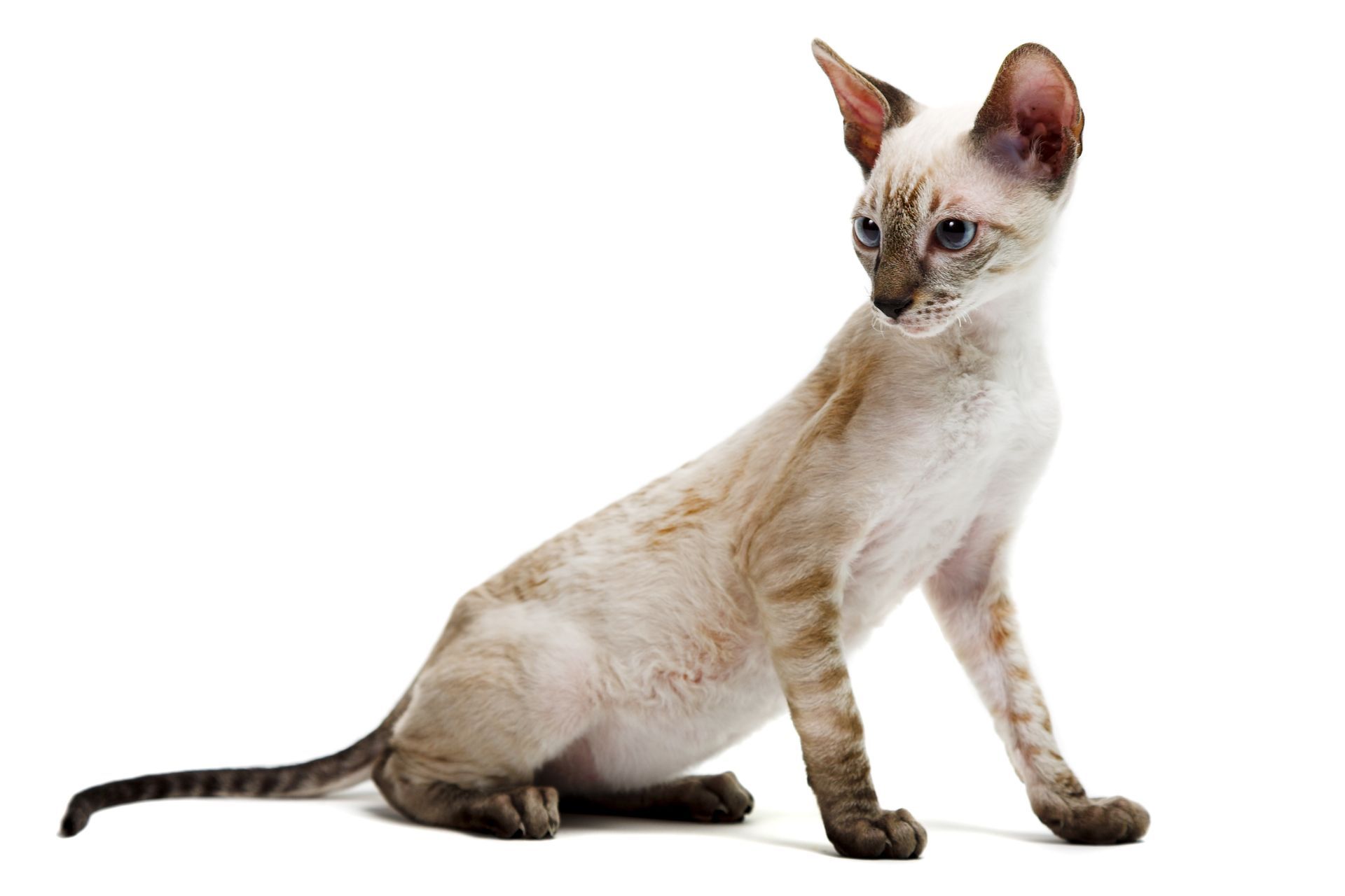Siamese Devon Rex cat, tan with dark markings, sitting and looking left.