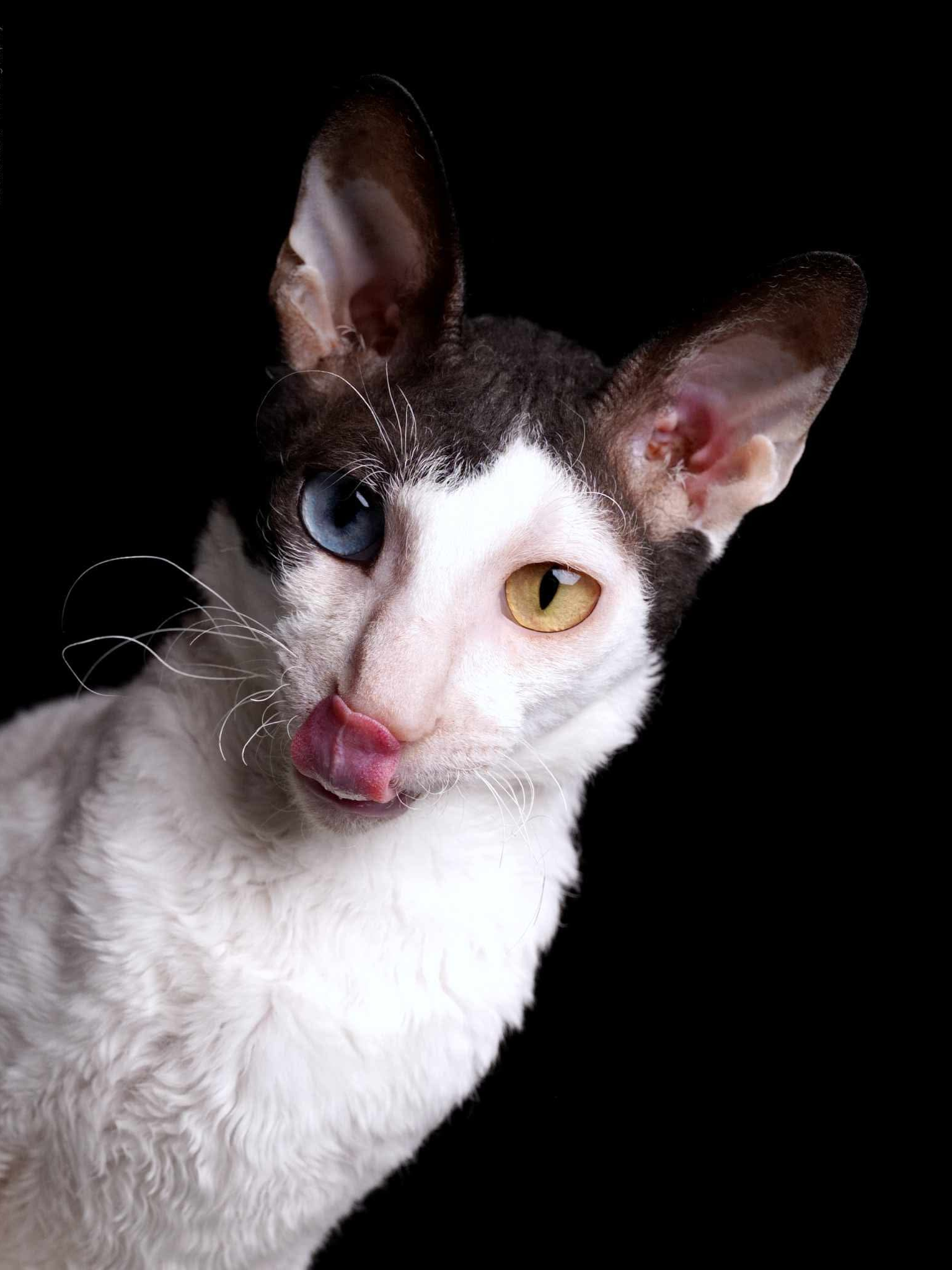 White cat with black markings, light blue eyes, sitting on lap, looking up.