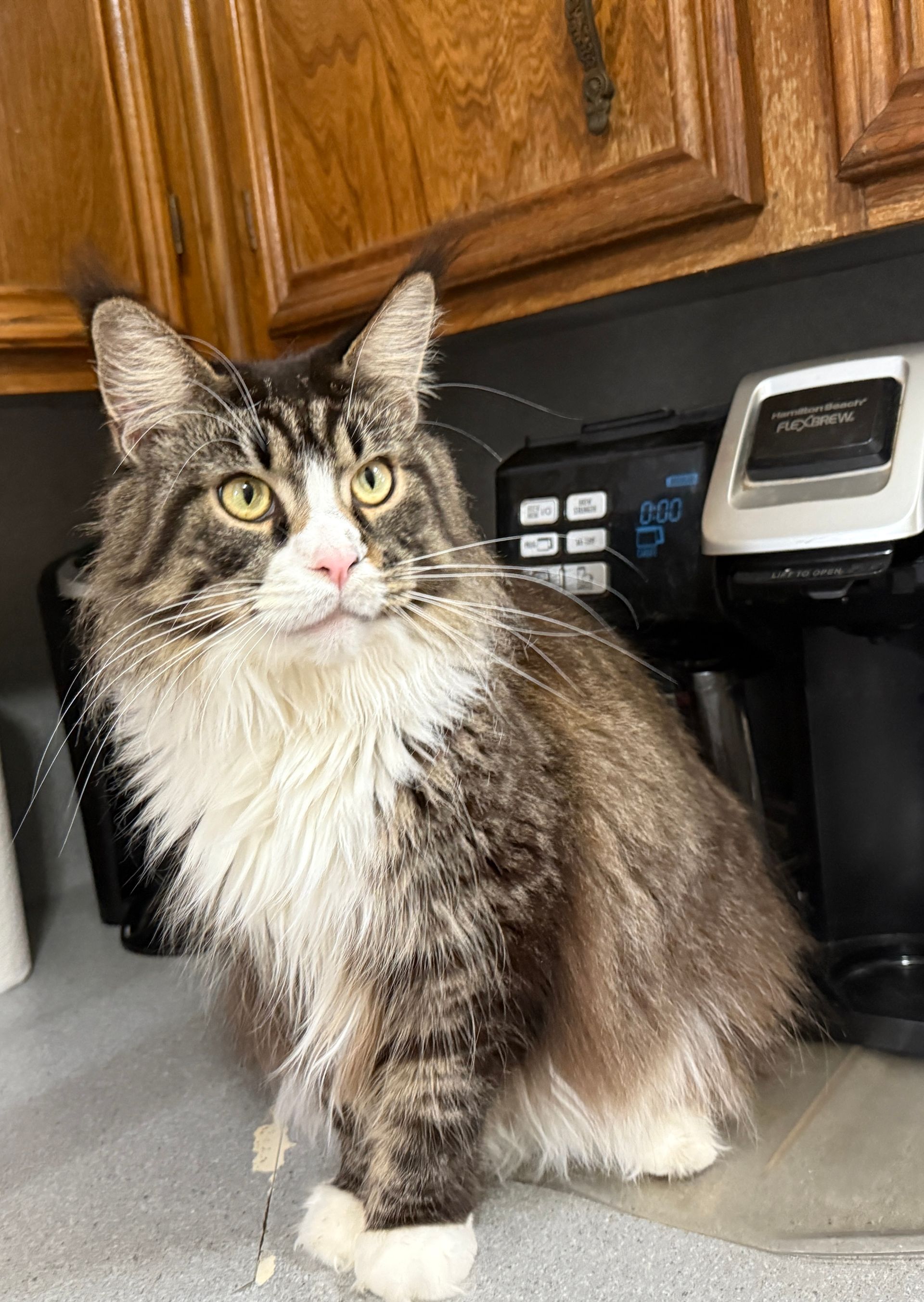 Fluffy Maine Coon cat with white and brown fur, sitting on a countertop, looking at the camera.