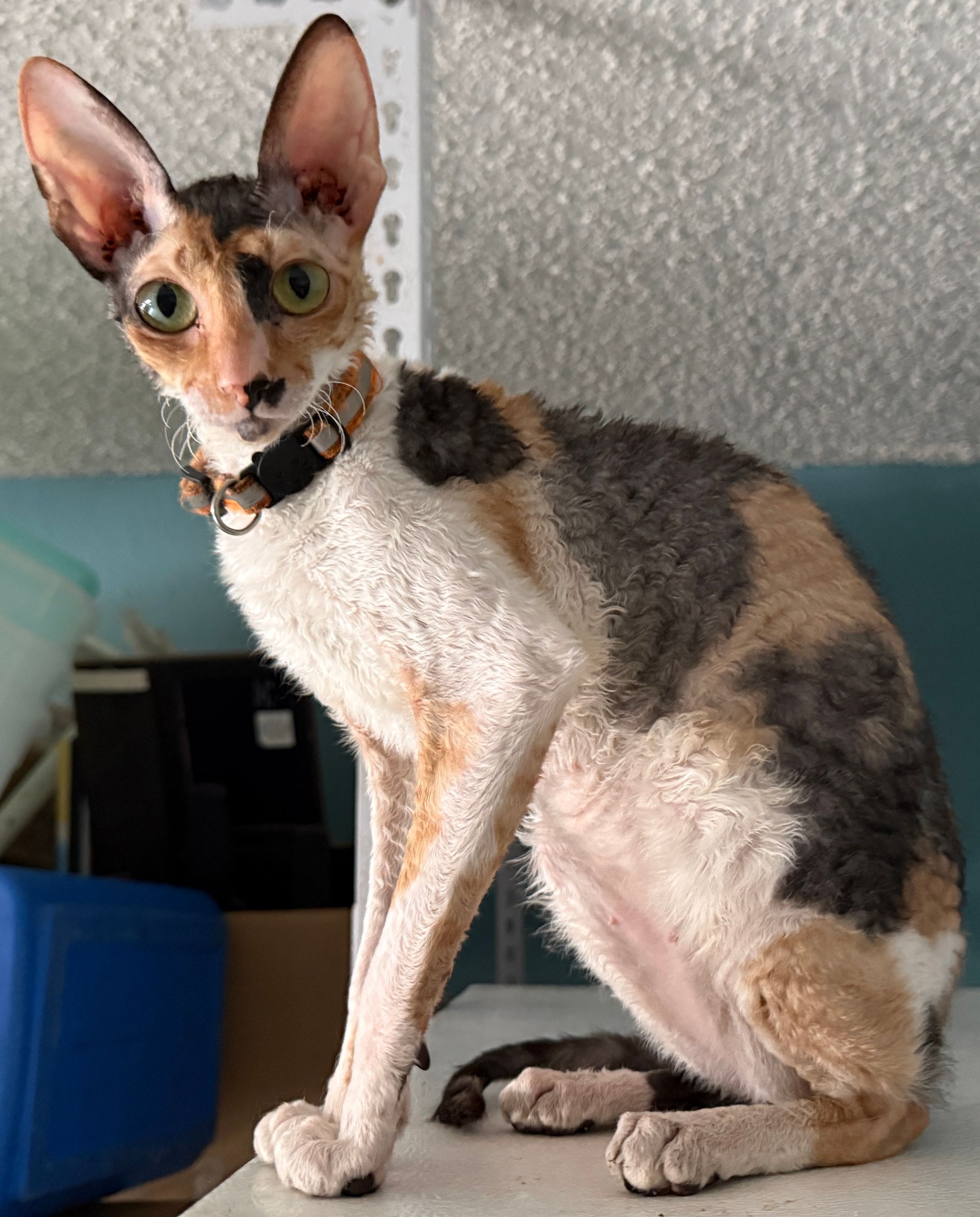 Calico Cornish Rex cat wearing a collar, seated indoors. Cream, brown, and black fur, large ears.