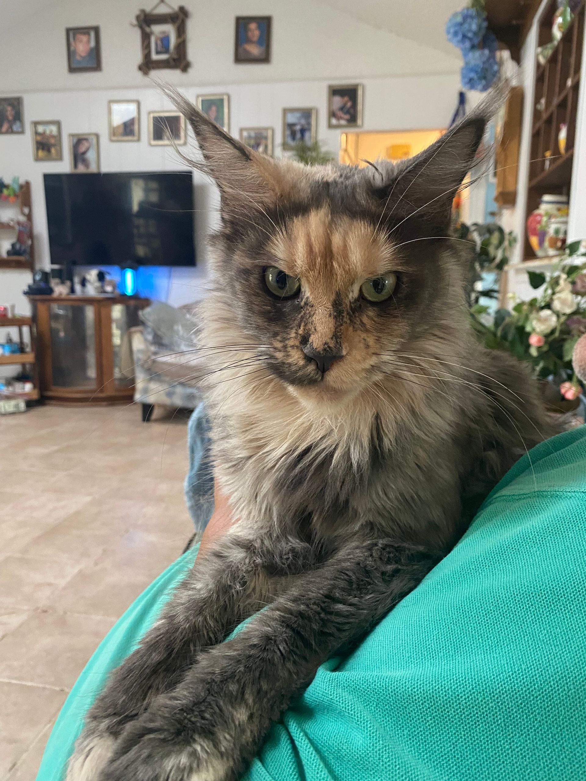 Tortoiseshell cat with piercing eyes resting on a person's lap in a living room setting.