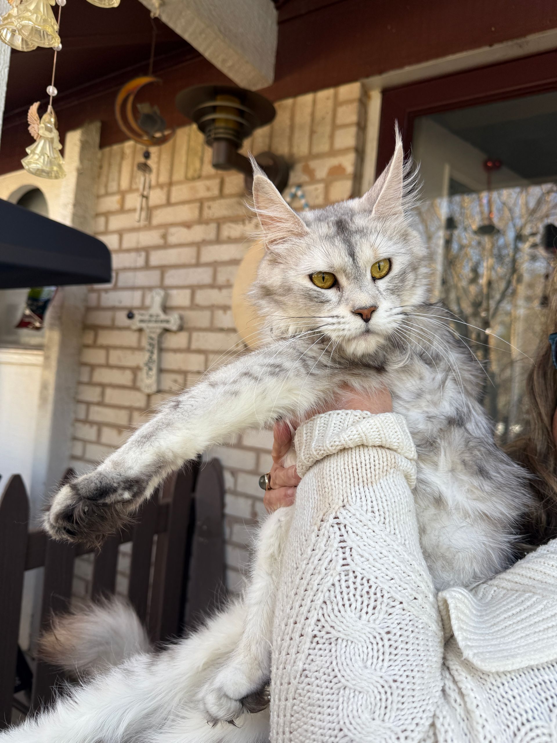 Gray Maine Coon cat held outdoors, its fur a mix of white and silver.