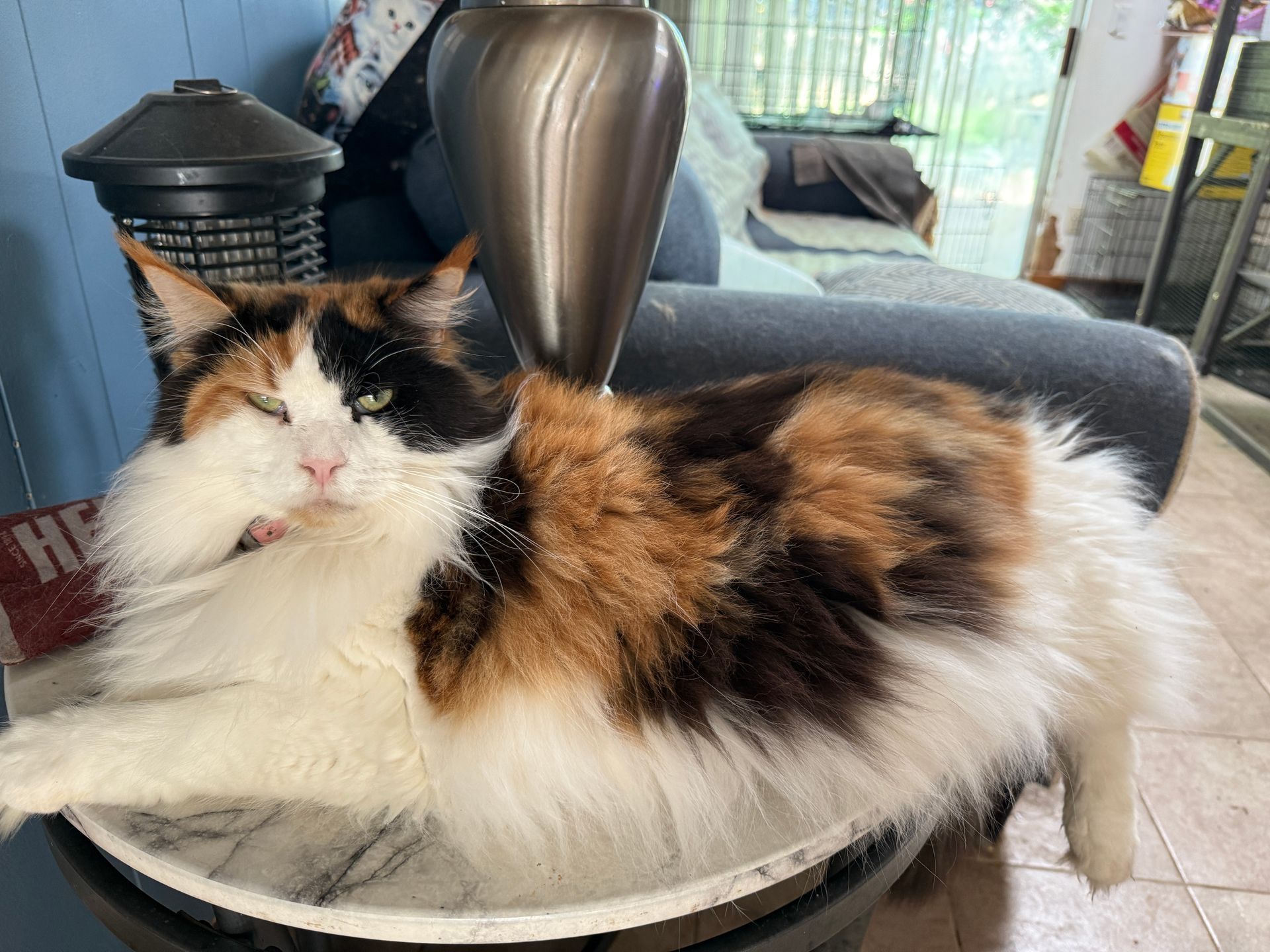 Calico cat lounging on a round table, with a relaxed expression, indoors.