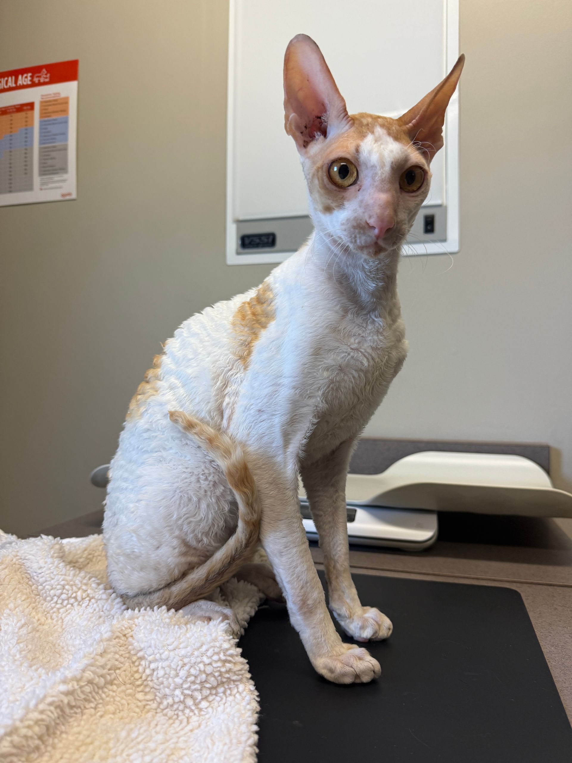 Cornish Rex cat with curly fur sits on exam table at a vet clinic.