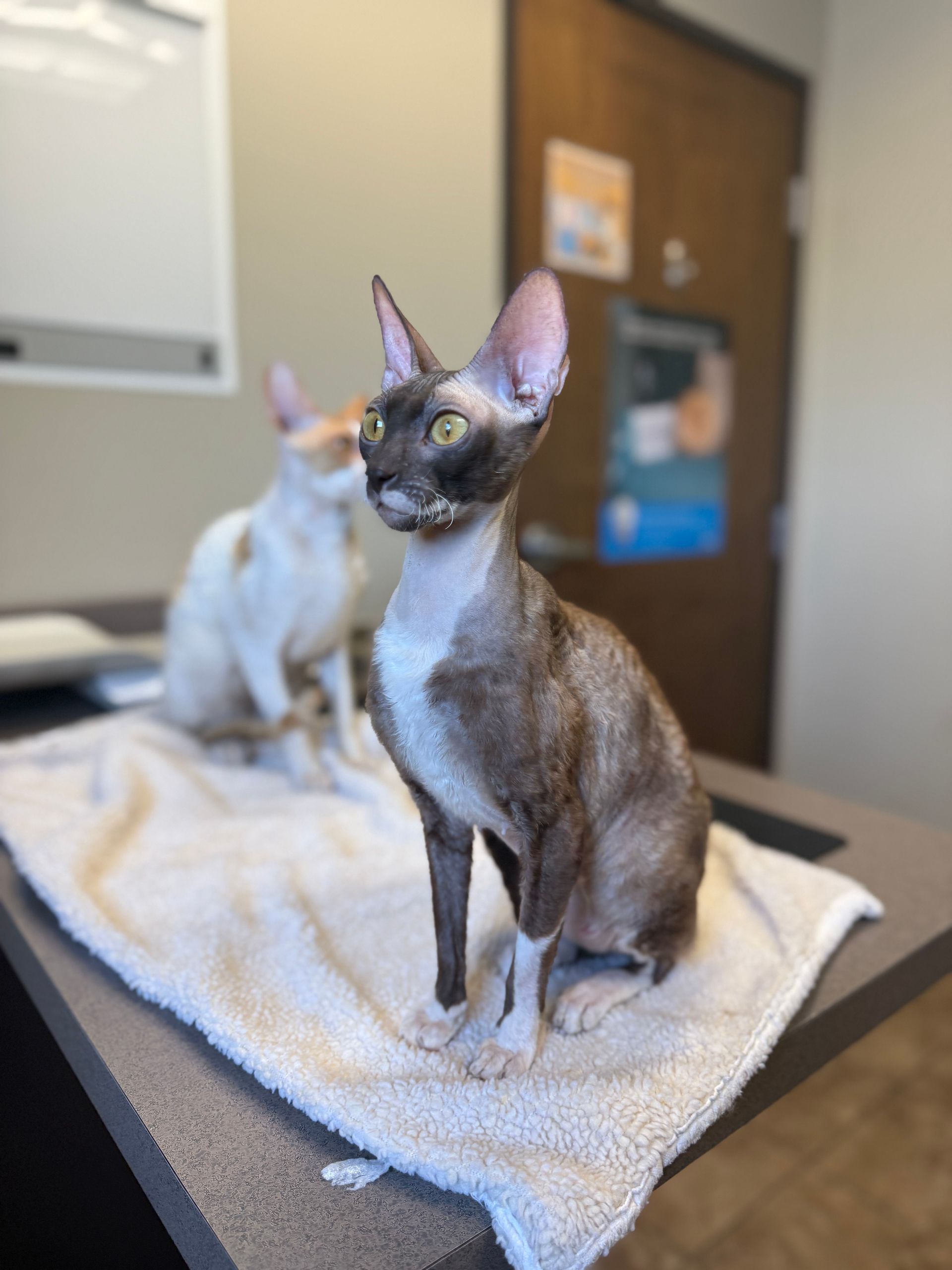 Two Cornish Rex cats sitting on a table at a vet's office. One is brown and white, the other is orange and white.