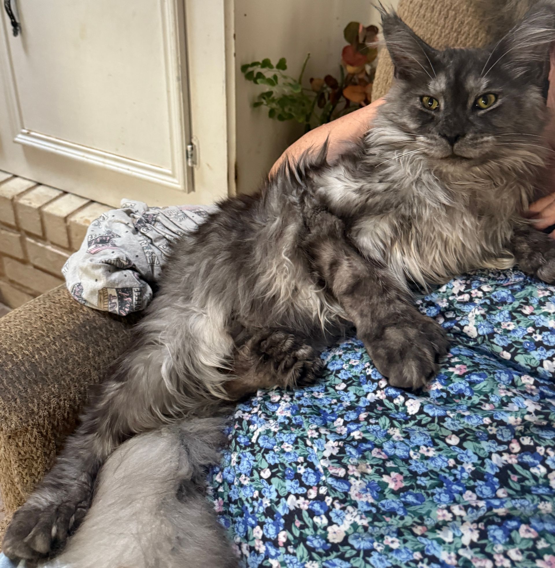 Black cat with crossed paws, laying on a wooden floor.