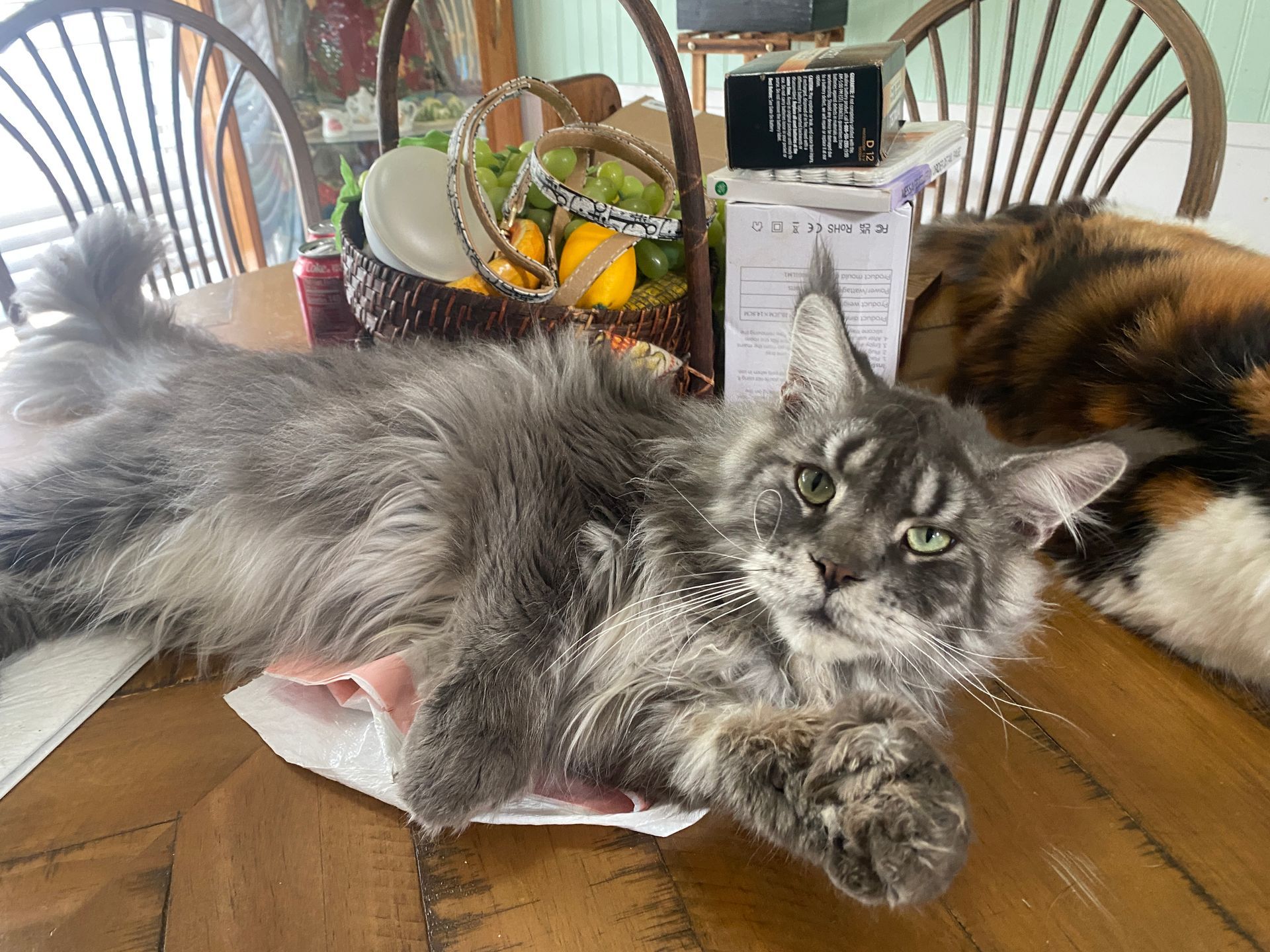 Gray cat resting on a table, looking at the viewer. Another cat is in the background.