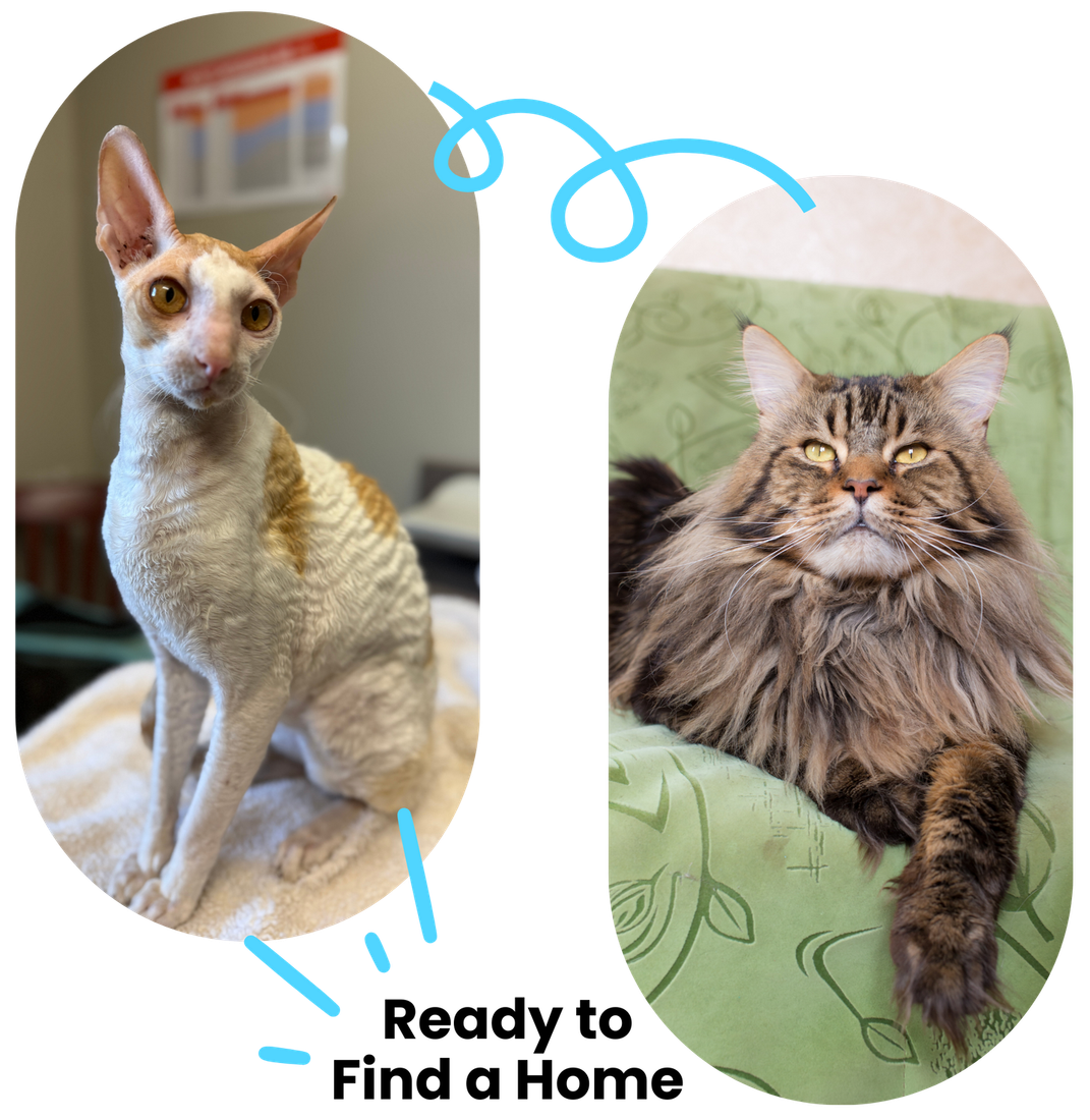 Two cats, one hairless and one fluffy, ready for adoption.