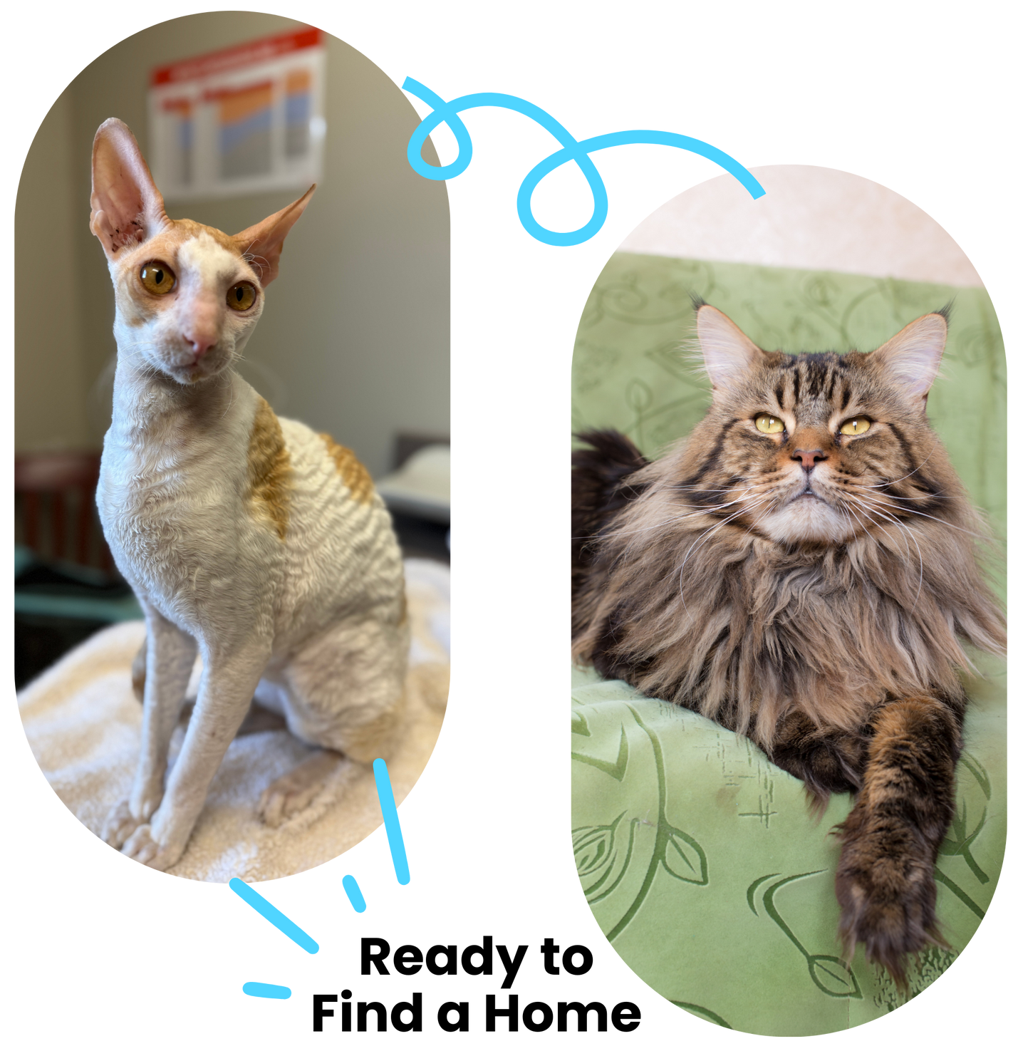 Two cats, one hairless and one fluffy, ready for adoption.