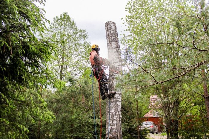 An image of Tree Service in Campbell CA