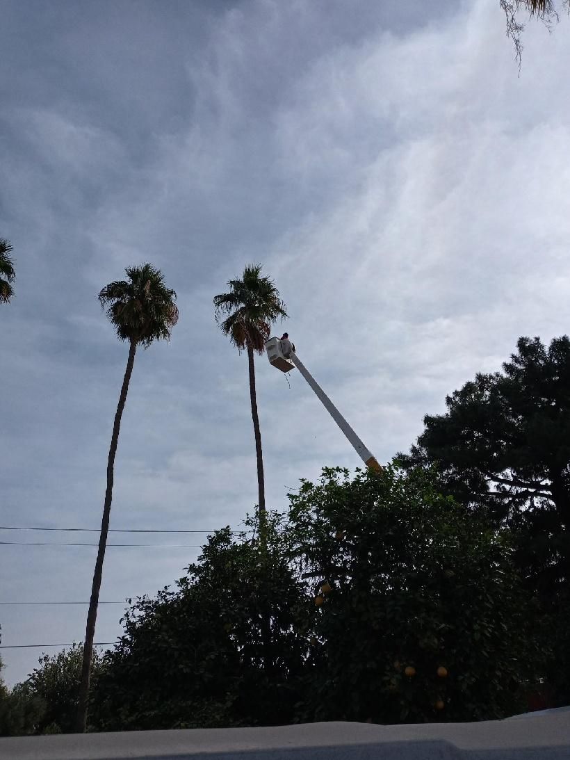 Palm Tree Trimming