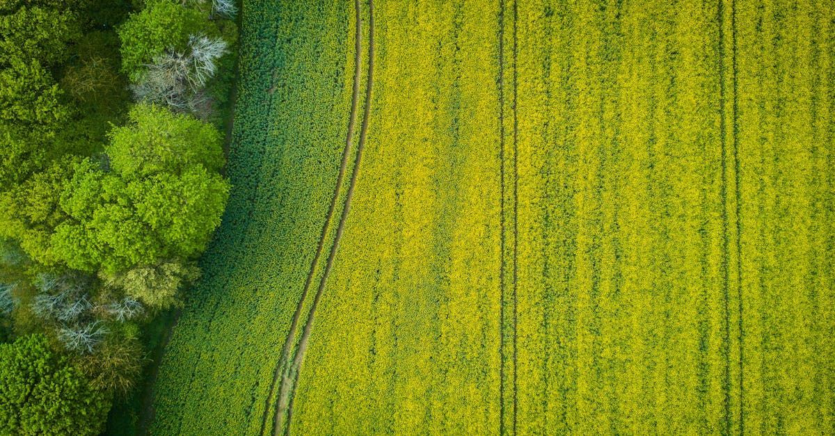 An aerial view of a field of yellow flowers with trees in the background.