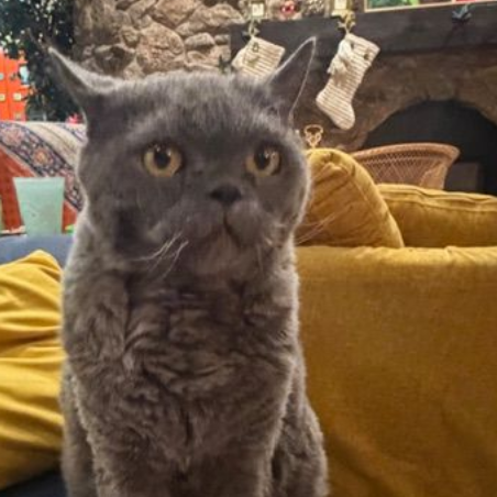 author illustrator ohmco mel ohlingerChristmas To Go childrens book by mel ohlinger carwash childrens book