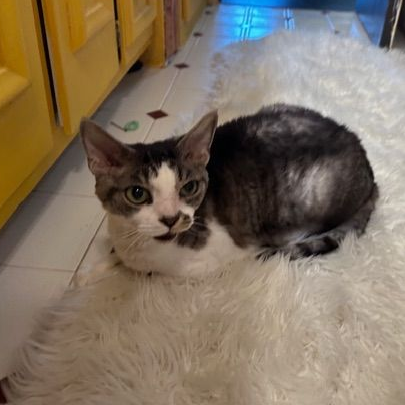 author illustrator ohmco mel ohlingerChristmas To Go childrens book by mel ohlinger carwash childrens book