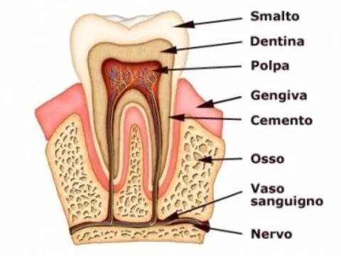 Schema interno dente