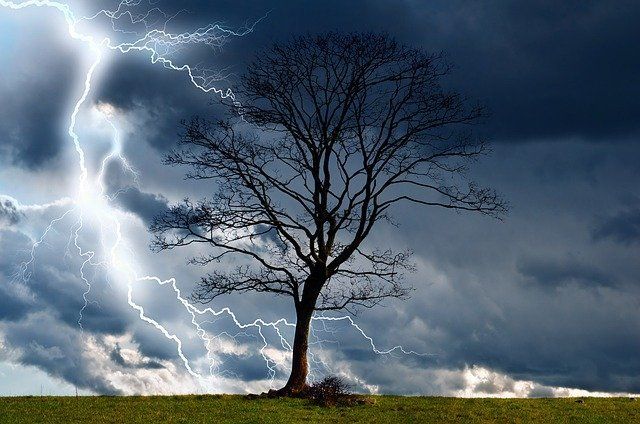 Tree Lightning Protection Glasgow 