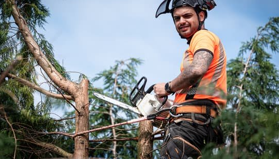 Tree Removal Services & Why It's Essential