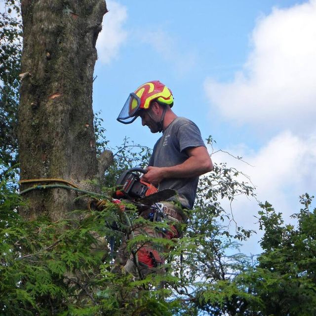 Tree Surgeon Chelmsford